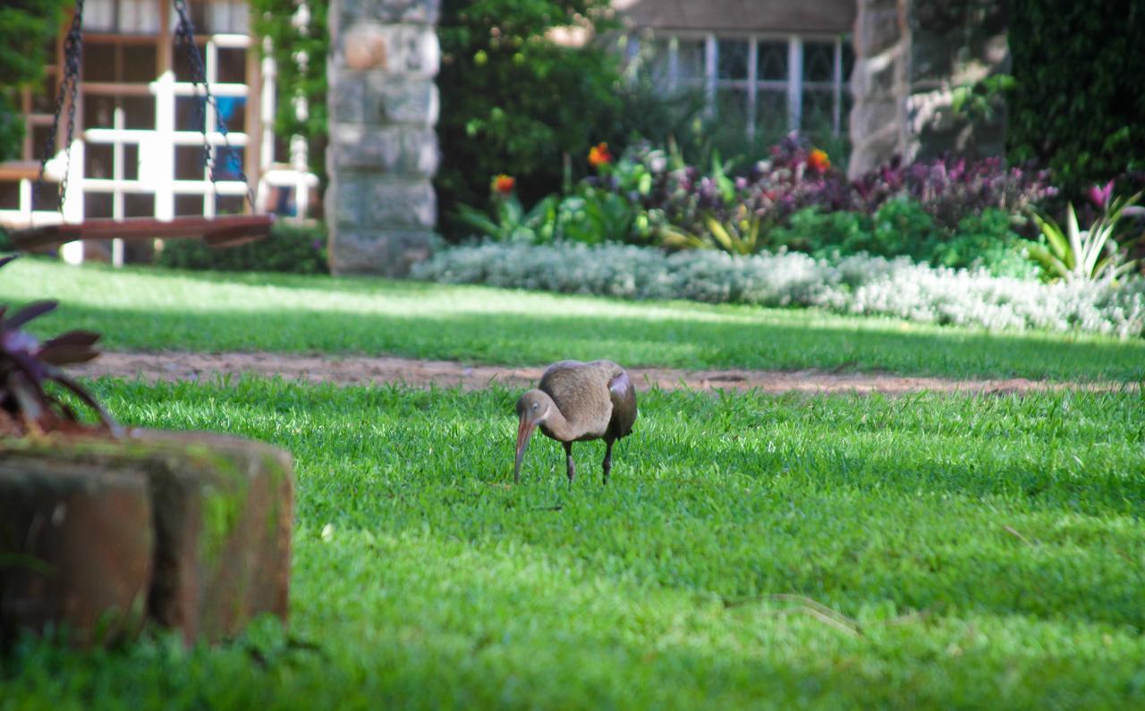 ניירובי Amani Gardens Inn מראה חיצוני תמונה